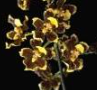 Oncidium planilabre