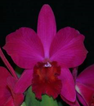 Sophrolaeliocattleya Love Castle Kurenai