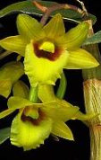 Dendrobium cerinum