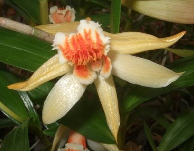 Dendrobium schrautii
