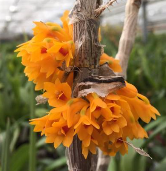 Dendrobium tiongii