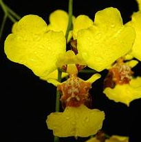 Gomesa macropetala (Oncidium macropetalum)