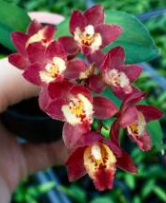 Meshaara CT Ruby CT Golden Chocolate