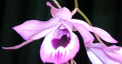 Dendrobium maccarthiae
