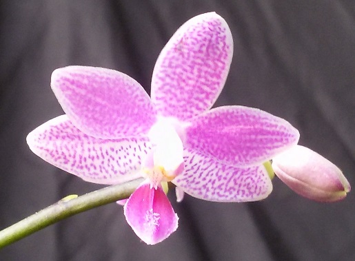 Phalaenopsis speciosa x equestris rosea