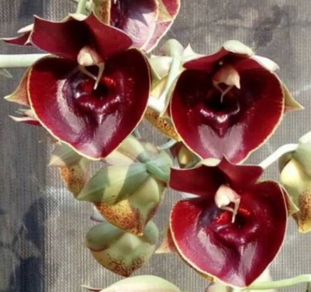 Catasetum Orchidglade