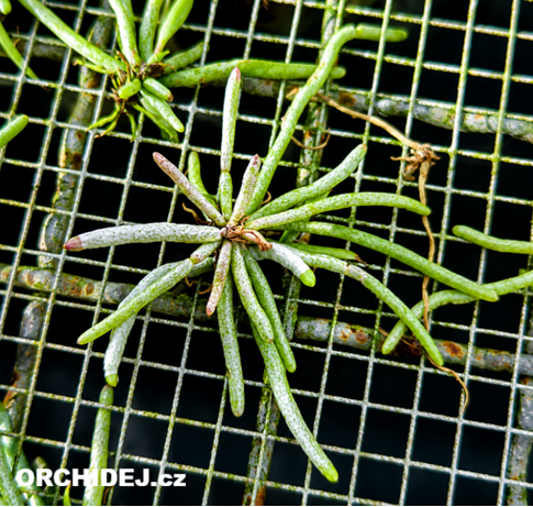 Chiloschista pusilla 
