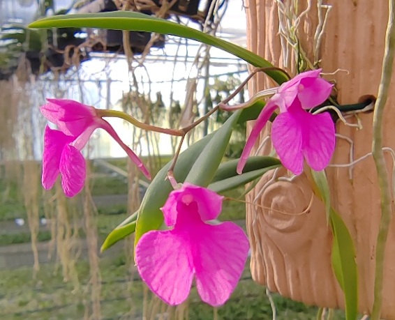 Comparettia falcata - navázána