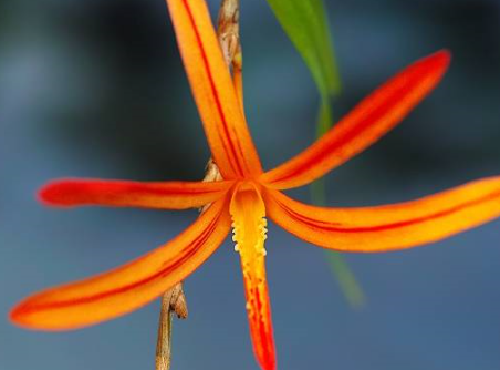 Dendrobium aurantiflammeum