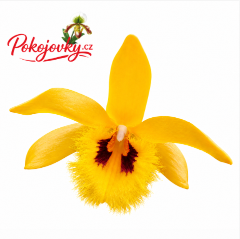Dendrobium hookerianum