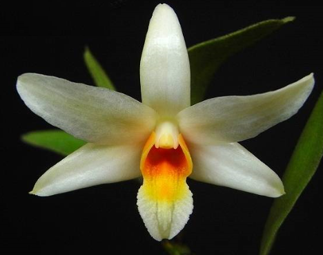 Dendrobium vogelsangii