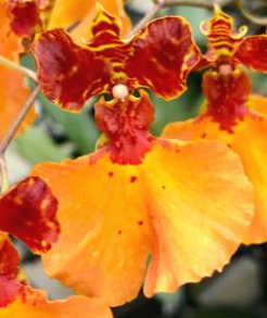 Oncidium zappii x Comparetia speciosa