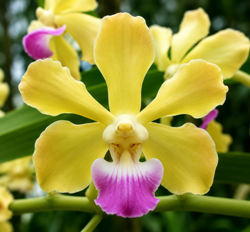 Vanda ustii