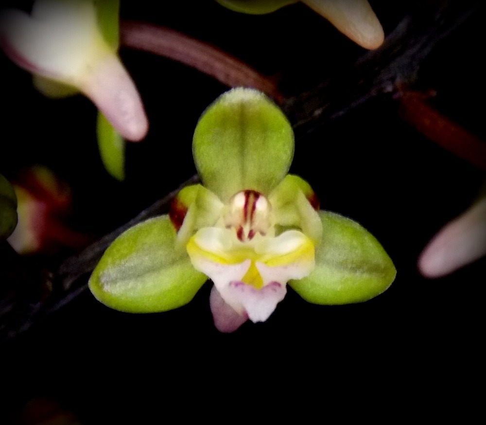Cleisostoma discolor - navázána