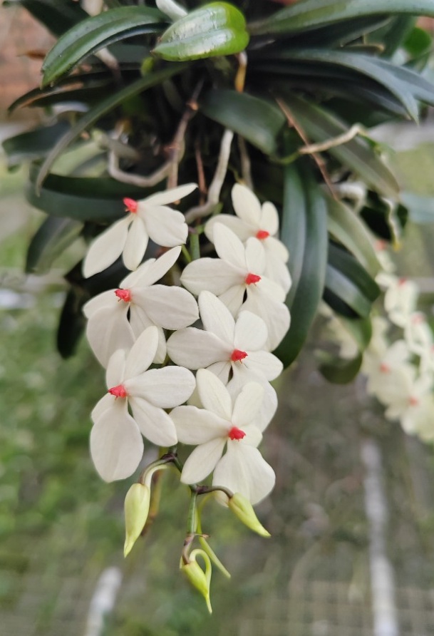 Aerangis rhodostricta