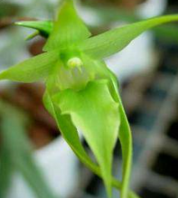 Aeranthes peyrottii