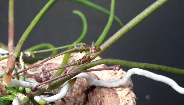 Cordiglottis fulgens