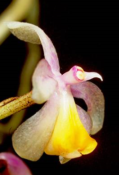 Micropera obtusa 