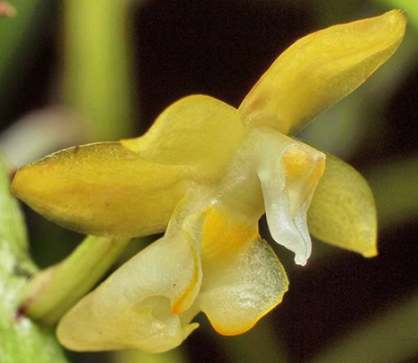 Micropera palida