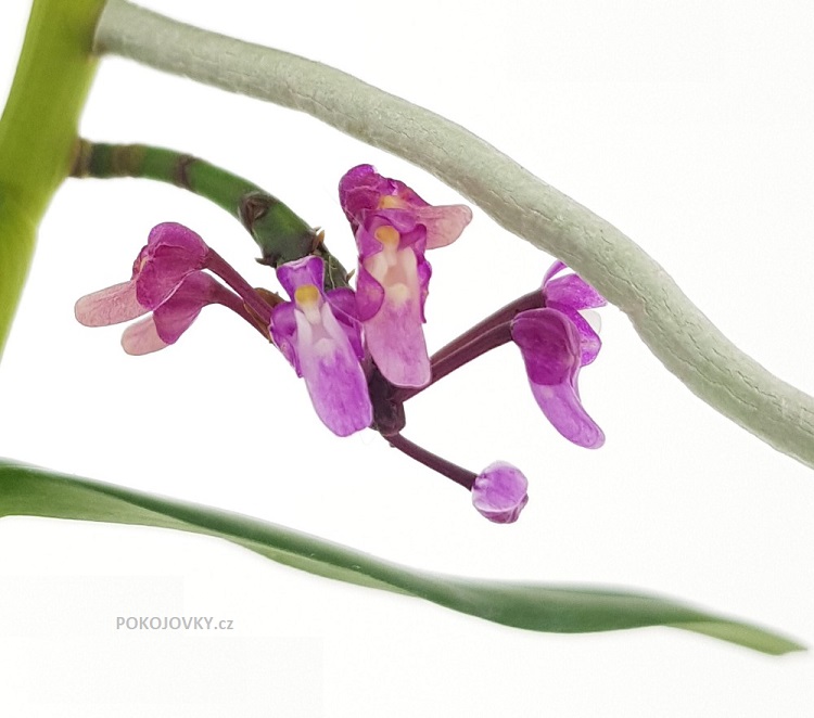 Micropera utriculosa