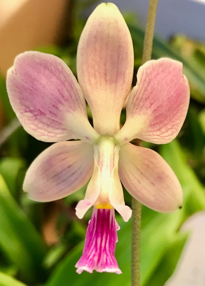 Encyclia advena x dichroma 