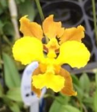 Oncidium barbatum