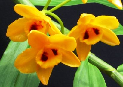 Dendrobium chrysanthum
