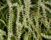 Dendrochilum curranii