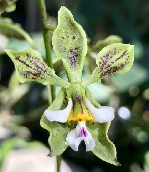 Encyclia granitica