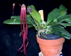 Bulbophyllum habrotinum