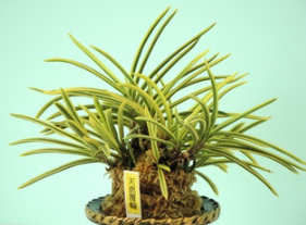 Neofinetia falcata 'Tenkeifukurin'