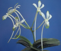 Neofinetia falcata 'Suikaden'