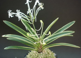 Neofinetia falcata 'Nishidemiyako'