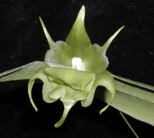 Aeranthes spinosa