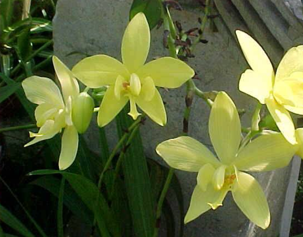 Spathoglottis aurea