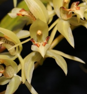 Coelogyne assamica