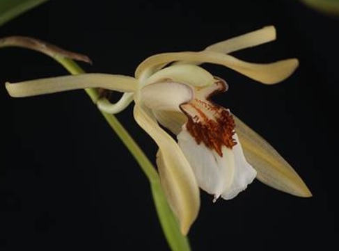 Coelogyne eberhardtii 