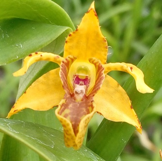 Dendrobium macrophyllum v. ternatense