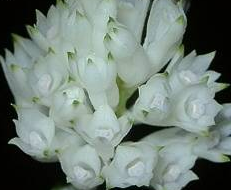 Dendrobium purpureum var. alba
