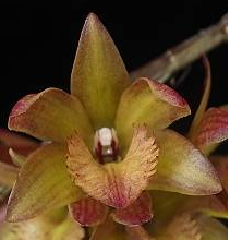 Dendrobium serratilabium