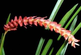 Dendrochilum wenzelii