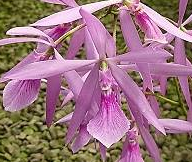 Encyclia adenocaula 