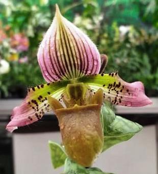 Paphiopedilum acmodontum