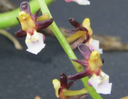 Cleisostoma fuerstenbergianum