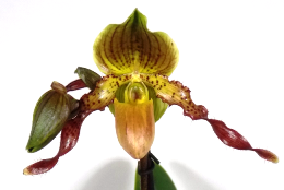 Paphiopedilum ´Judge Philip´
