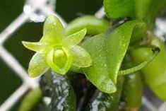 Angraecum sacciferum