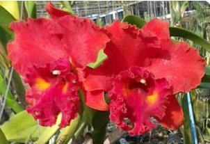 Brassolaeliocattleya Tainan City