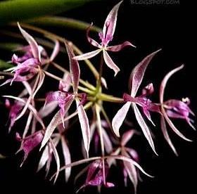 Macroclinium manabinum