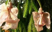 Coryanthes macrocorys