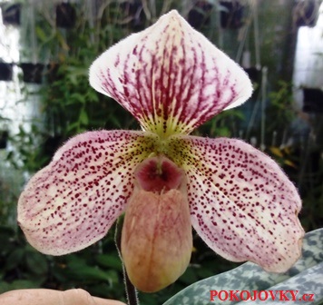 Paphiopedilum godefroyae x purpuratum